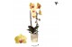 Phalaenopsis elegant cascade 1 tak niagara fall yellow kolibri orchids 