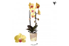 Phalaenopsis elegant cascade 1 tak niagara fall yellow kolibri orchids