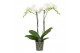 Phalaenopsis anthura madrid Funda P12 White 2 spike 18 bl. 2 tak/plnt 