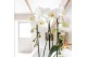 Phalaenopsis elegant cascade Kolibri Orchids Niagara fall mix 2 tak in 