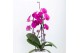 Phalaenopsis elegant cascade 2 tak niagara fall mix in glazed pot mix  