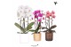 Phalaenopsis elegant cascade Kolibri Orchids Niagara fall mix 2 tak in 