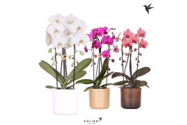 Phalaenopsis elegant cascade Kolibri Orchids Niagara fall mix 2 tak in