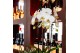 Phalaenopsis elegant cascade Kolibri Orchids - Cascade 2 tak mix - Pas 