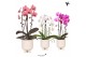 Phalaenopsis elegant cascade Kolibri Orchids Niagara fall mix 2 tak in 