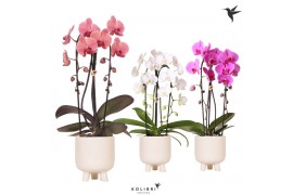 Phalaenopsis elegant cascade Kolibri Orchids Niagara fall mix 2 tak in