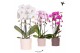 Phalaenopsis elegant cascade Kolibri Orchids - Cascade 2 tak - Rustic  