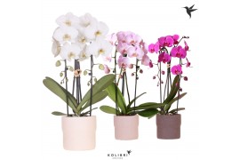 Phalaenopsis elegant cascade Kolibri Orchids - Cascade 2 tak - Rustic 