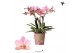 Phalaenopsis multiflora anthura treviso Kolibri Orchids - 4 tak 