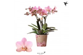 Phalaenopsis multiflora anthura treviso Kolibri Orchids - 4 tak