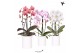 Phalaenopsis elegant cascade Kolibri Orchids Cascade Niagara Fall mix  