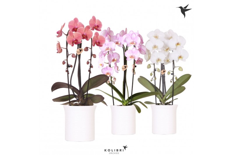 Phalaenopsis elegant cascade Kolibri Orchids Cascade Niagara Fall mix  