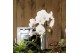 Phalaenopsis elegant cascade Kolibri Orchids Cascade Niagara Fall mix  