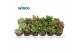 Crassula mix 