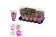 Schlumbergera mix in hoes 