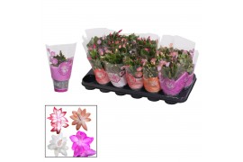 Schlumbergera mix in hoes