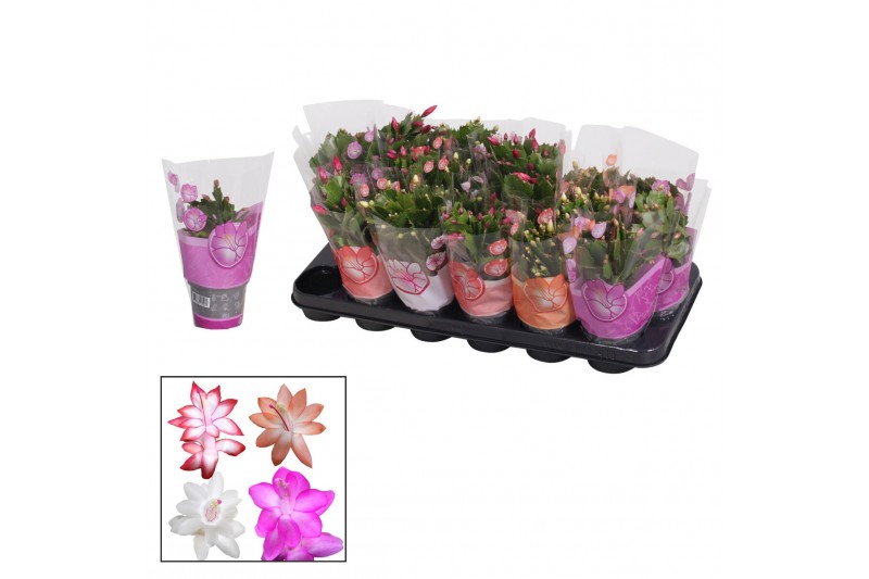 Schlumbergera mix in hoes 
