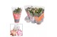 Schlumbergera mix in hoes 