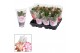 Schlumbergera mix in hoes 