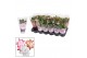 Schlumbergera mix in hoes 