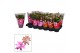 Schlumbergera mix in hoes 