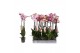 Phalaenopsis mix 2 tak - 18+ bloemen special mix 