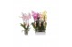 Phalaenopsis mix 4 tak - 25+ bloemen 