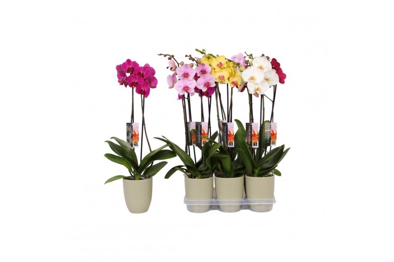 Phalaenopsis mix 2 tak - 18+ bloemen groen keramiek 