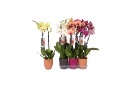 Phalaenopsis mix 2 tak - 18+ bloemen mix keramiek