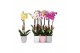 Phalaenopsis mix 2 tak - 18+ bloemen mix keramiek 