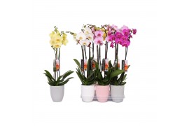 Phalaenopsis mix 2 tak - 18+ bloemen mix keramiek