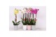 Phalaenopsis mix 2 tak - 18+ bloemen mix keramiek 