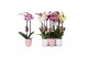 Phalaenopsis mix 2 tak - 18+ bloemen mix keramiek 