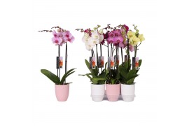 Phalaenopsis mix 2 tak - 18+ bloemen mix keramiek