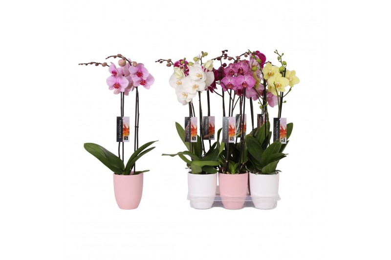 Phalaenopsis mix 2 tak - 18+ bloemen mix keramiek 