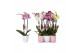 Phalaenopsis mix 2 tak - 18+ bloemen mix keramiek 