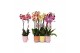 Phalaenopsis mix 2 tak - 18+ bloemen mix keramiek 