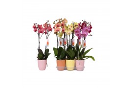 Phalaenopsis mix 2 tak - 18+ bloemen mix keramiek