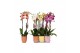 Phalaenopsis mix 2 tak - 18+ bloemen mix keramiek 