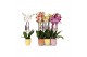 Phalaenopsis mix 2 tak - 18+ bloemen mix keramiek 