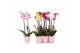 Phalaenopsis mix 2 tak - 18+ bloemen roze keramiek 