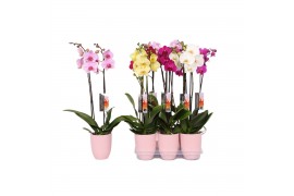 Phalaenopsis mix 2 tak - 18+ bloemen roze keramiek