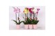 Phalaenopsis mix 2 tak - 18+ bloemen roze keramiek 