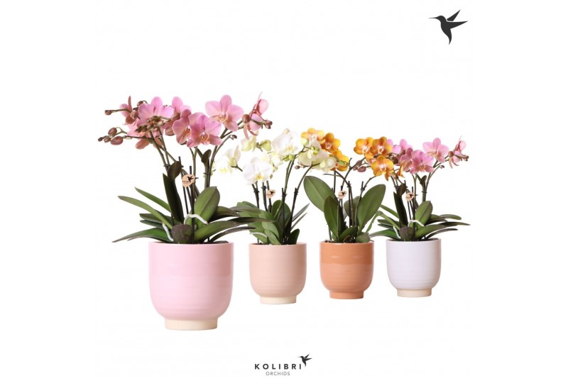 Phalaenopsis mix Kolibri Orchids - Jewel mix - 4 tak - Glazed keramiek 