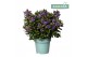Hebe vinoa purple addenda 