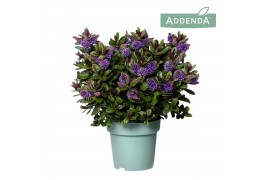 Hebe vinoa purple addenda