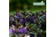 Hebe vinoa purple addenda 