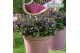 Hebe vinoa purple addenda 