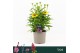 Echinacea sombrero lemon yellow Echinacea Sombrero, Yellow 