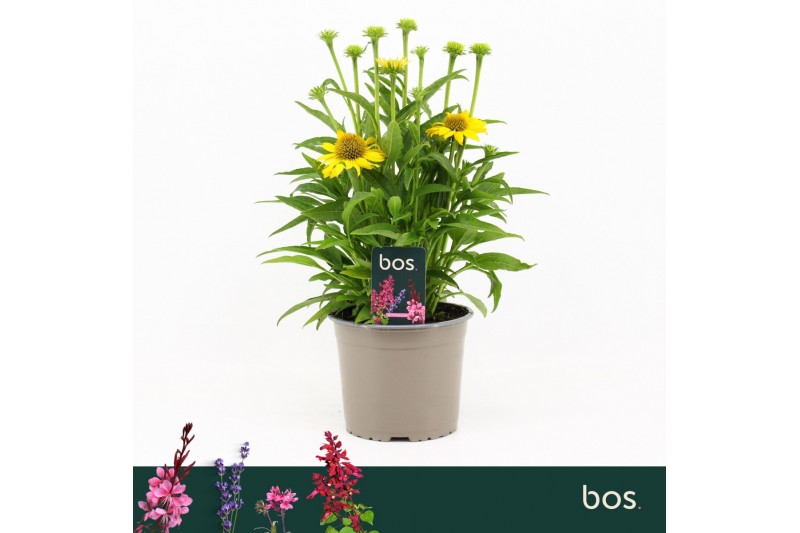 Echinacea sombrero lemon yellow Echinacea Sombrero, Yellow 